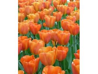 $25 Gift Certificate for Seeds from John Scheepers