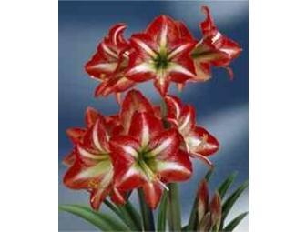 $25 Gift Certificate for Seeds from John Scheepers