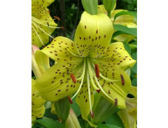 $100 Gift Certificate for Bulbs from Van Engelen