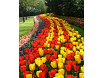 $75 Gift Certificate from John Scheepers, Inc.