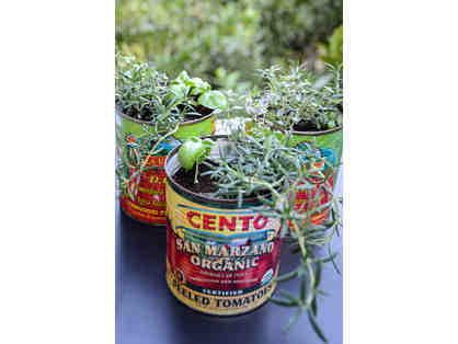 Kitchen herbs in Tomato cans