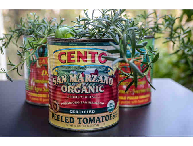 Kitchen herbs in Tomato cans