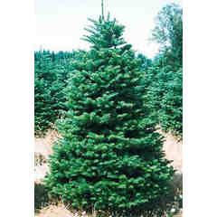 Holiday Tree Farms