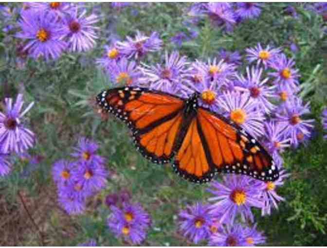 New England Wild Flower Society Garden in The Woods -4 Admission Passes