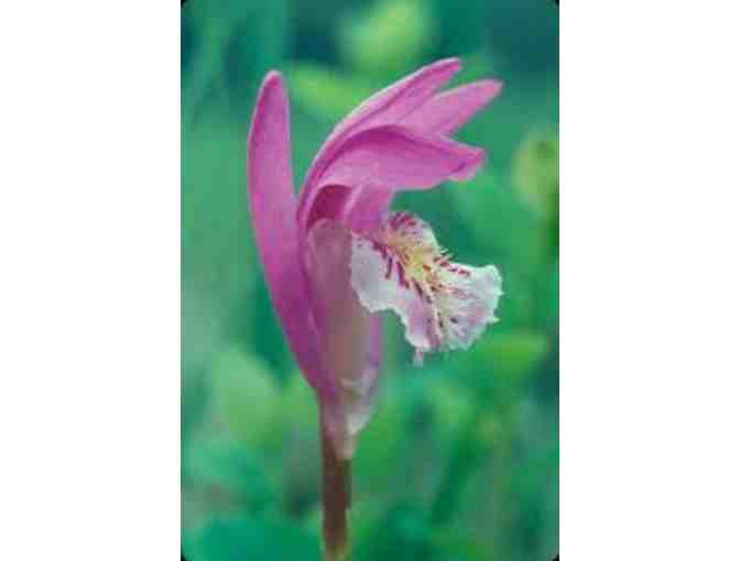 New England Wild Flower Society Garden in The Woods -4 Admission Passes