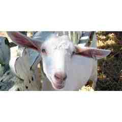 Belkin Family Lookout Farm, South Natick