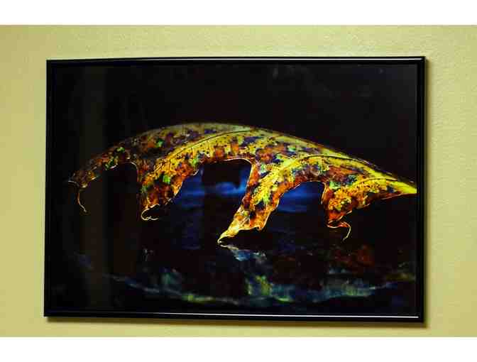 'Bent Oak Leaf Reflections' by Beth Akerman, P '07