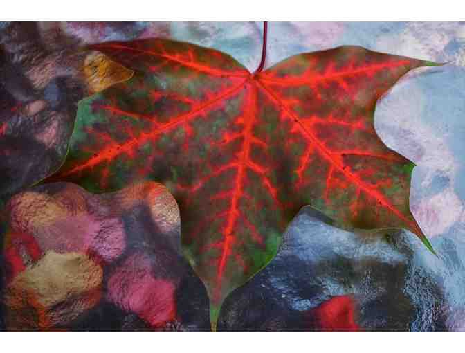 'Turning Japanese' and 'Red Maple 2013' by Beth Akerman, P '07 plus 'Leaf Portraits' book
