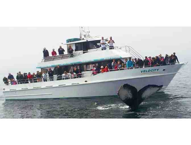 Santa Cruz Whale Watching ~ Gift Certificate for Two Adults, Stagnaro's Charters