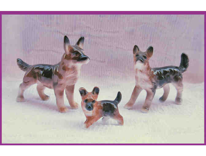 Miniature German Shepherd Family