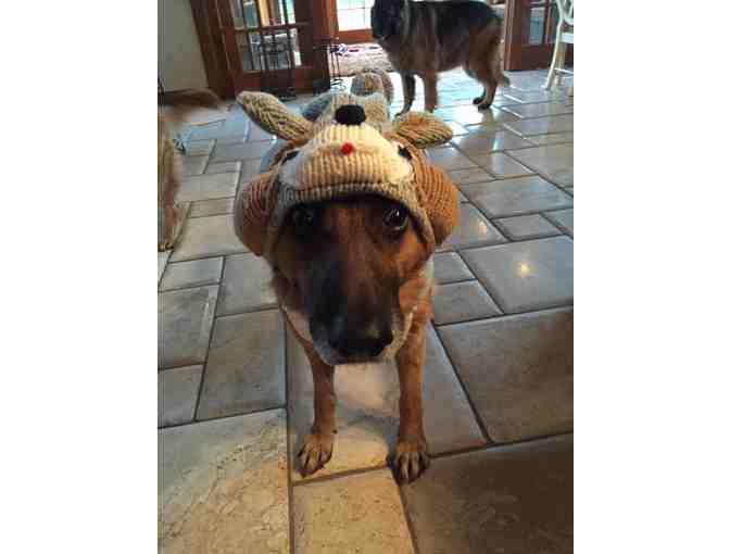 Chilly Dog Sweater - Medium with Hood