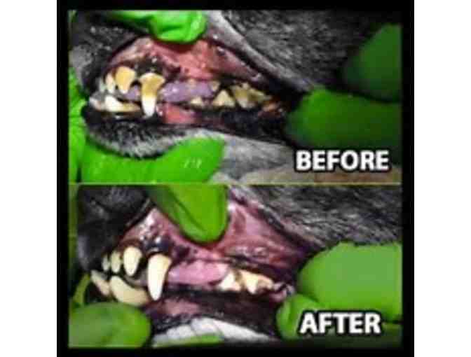 Green Dog Dental & Wellness Dental Cleaning