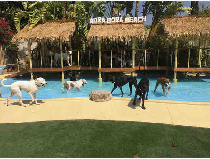 Paradise Ranch Pet Resort Gift Certificate - One Week of Overnight Dog Boarding