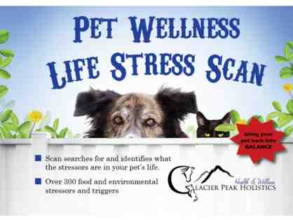 Pet Wellness Life Stress Scan from Glacier Peak Holistics