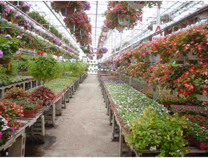 (5)  12' Combo Hanging Baskets - Cottage Grove, WI