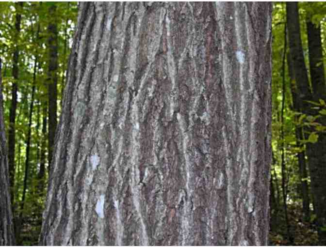 Northern Red Oak Delivered & Planted!