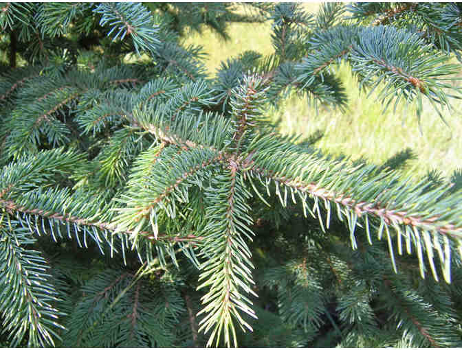 Black Hills Spruce Delivered & Planted!