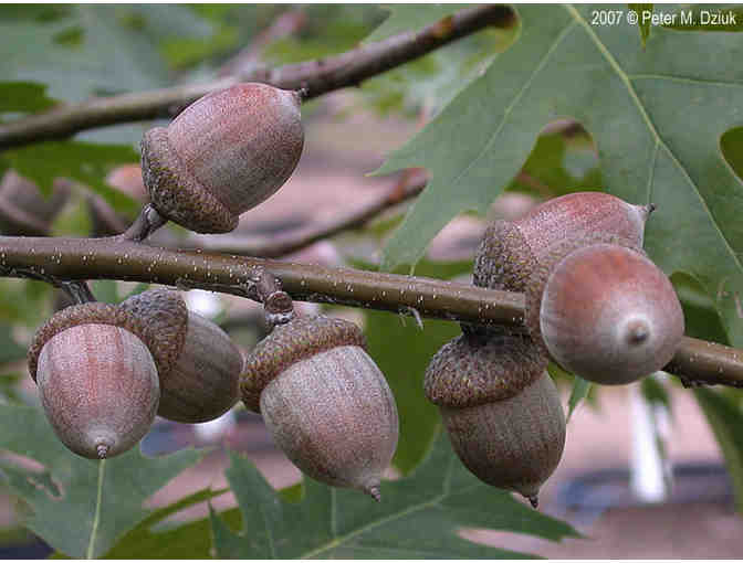 Northern Red Oak Delivered & Planted!