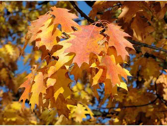 Northern Red Oak Delivered & Planted!