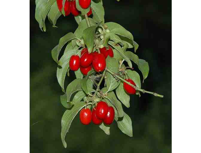 Golden Glory Cornelian Dogwood (Cornus mas 'Golden Glory')