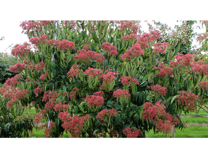 Seven Son Flower (Heptacodium miconiodes)