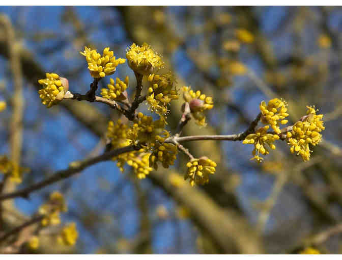 Golden Glory Cornelian Dogwood (Cornus mas 'Golden Glory')