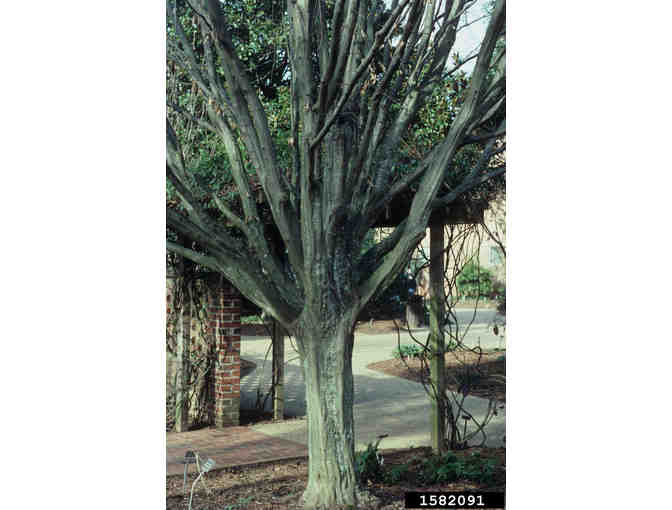 J.N. Strain Musclewood (Carpinus caroliniana J.N. Strain)