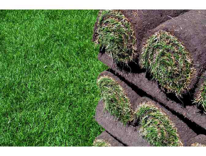 2800 sq ft Kentucky Bluegrass