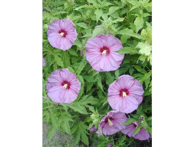 'Berrylicious' Hibiscus