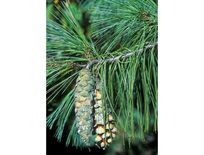 Prairie Giant Himalayan Pine (Pinus x 'Prairie Giant')