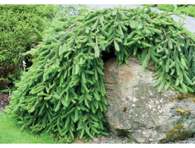 Weeping Norway Spruce (Picea abies 'Pendula')