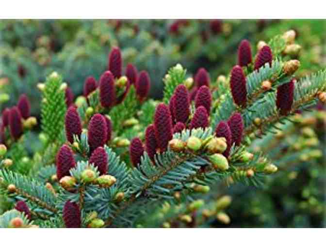 Acrocona Norway Spruce (Picea abies 'Acrocona')