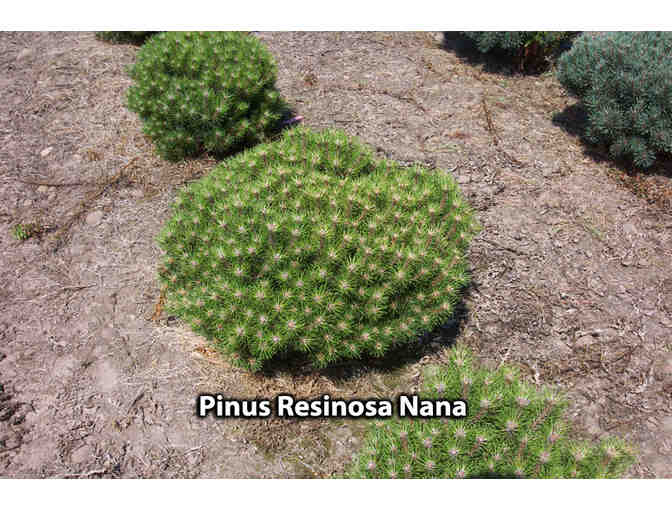 Dwarf Red Pine (Pinus resinosa)