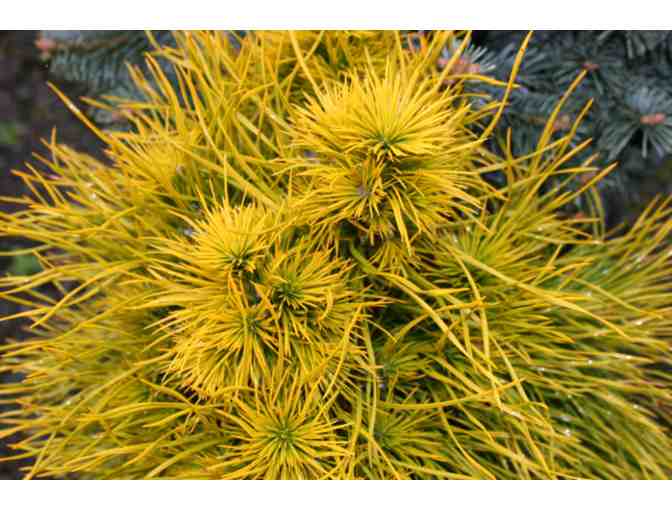 Mosier Gold Scotch Pine