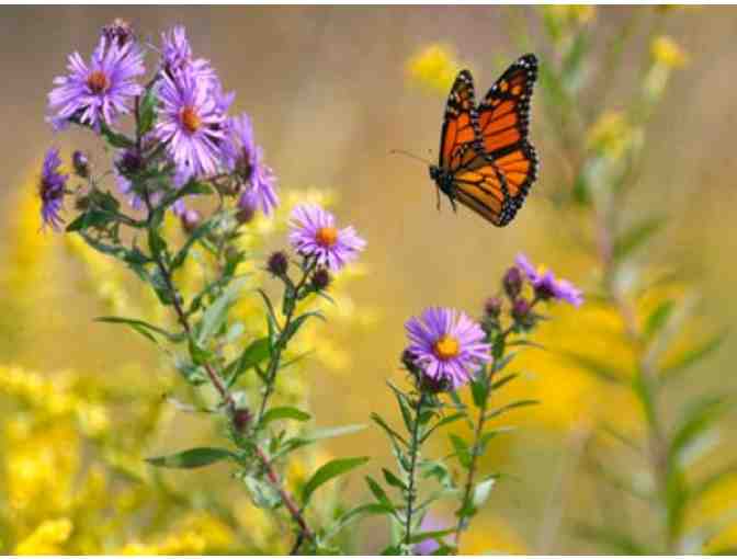 $100 Door Landscape & Nursery Gift Certificate