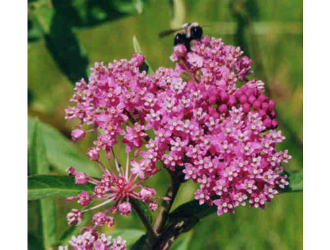 $100 Door Landscape & Nursery Gift Certificate