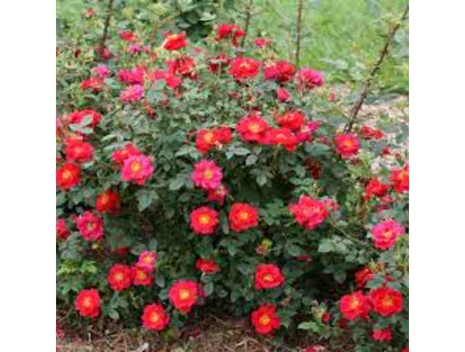 Proven Winners Seasonal Display Shrub Package