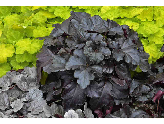 Proven Winners Perennial Display