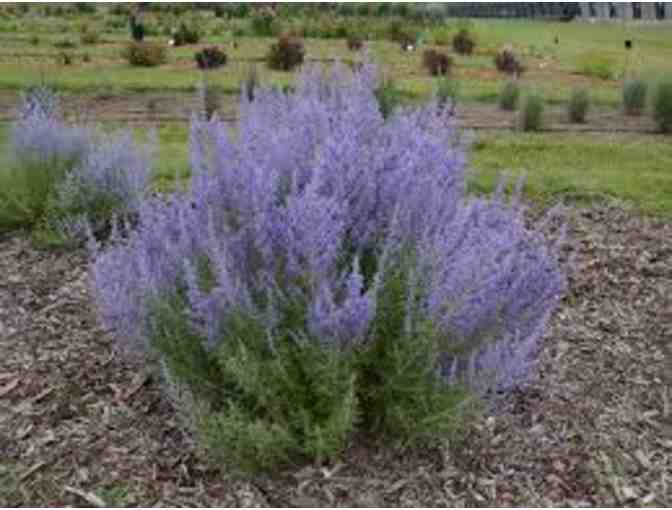 Proven Winners Perennial Display