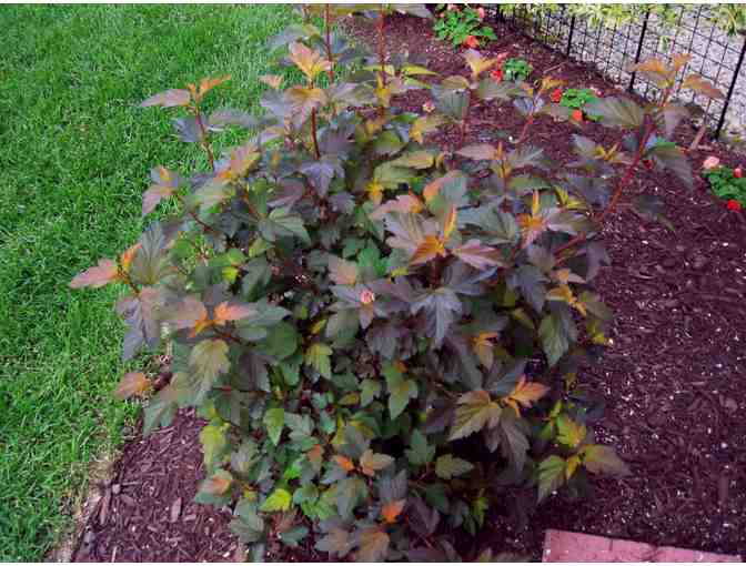 Proven Winners Seasonal Display Shrub Package