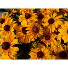 North Parish Gardens