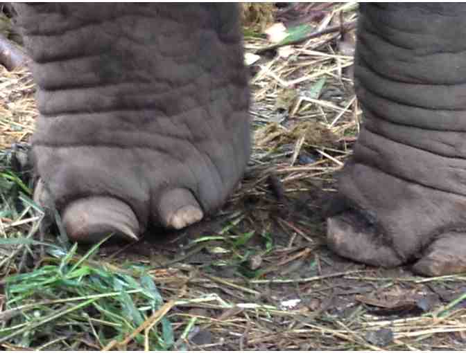 Pedicures for one elephant for one week