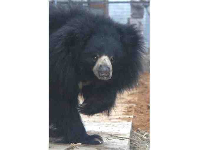 Rani foot print signed by the Wildlife SOS founders