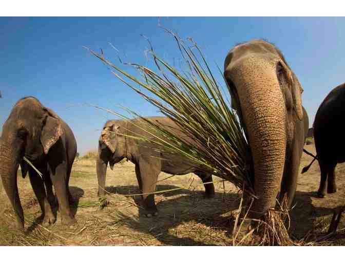 I Love Bears and Elephants Getaway Package