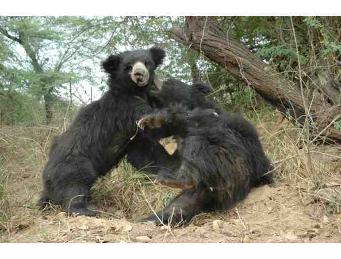 I love elephants and bears getaway Package