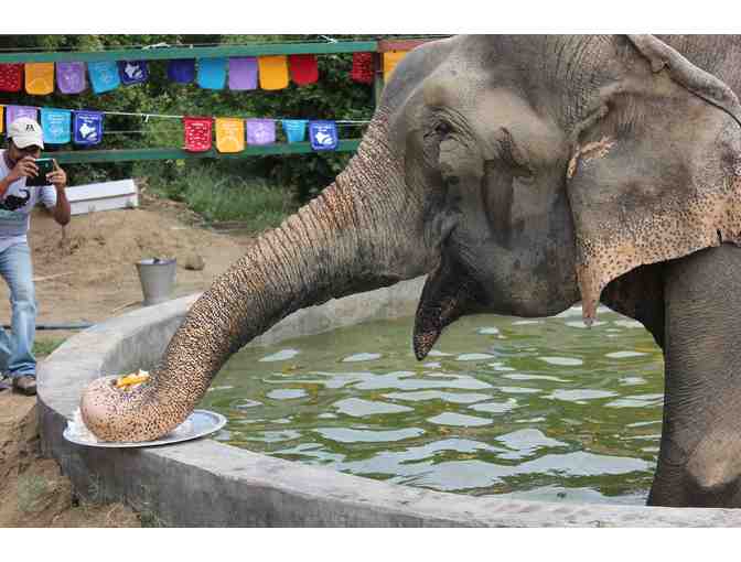 Raju Prayer Flags (flew over his enclosure) - fair condition