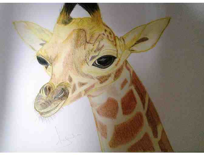 Lynda Colley Animal Drawings - 'Gigi'