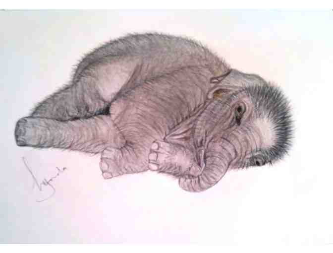 Lynda Colley Animal Drawings - 'Eli'