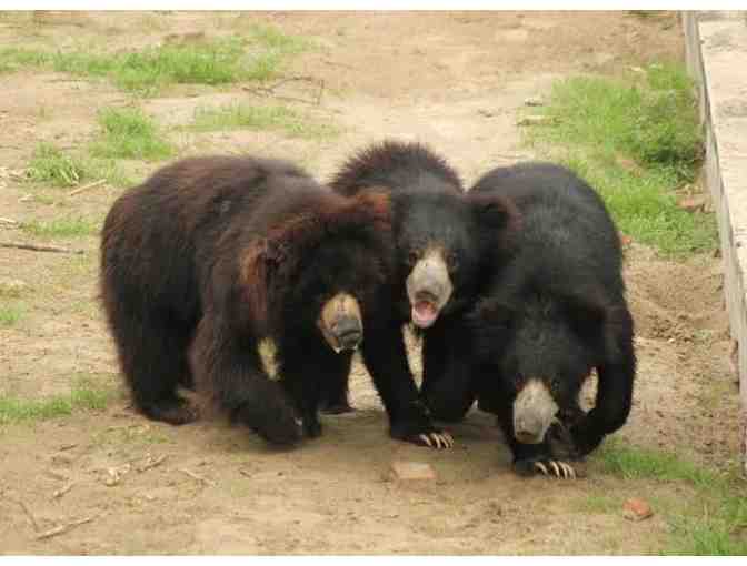 Animal Faces Decorative Pillow Cover