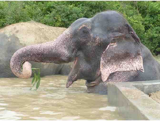 Original Raju Watercolor Painting- by Belinda Stewart